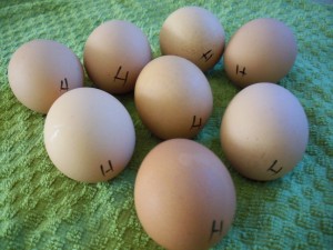 Why I Have H-eggs in My Refrigerator
