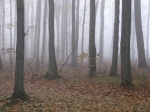 October Mist in the Morning