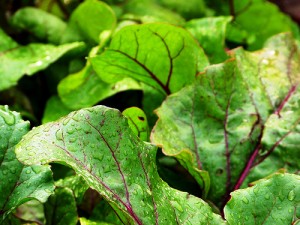 Reducing Stress Naturally with Swiss Chard