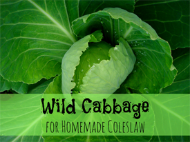Wild Cabbage for creamy homemade cole slaw 